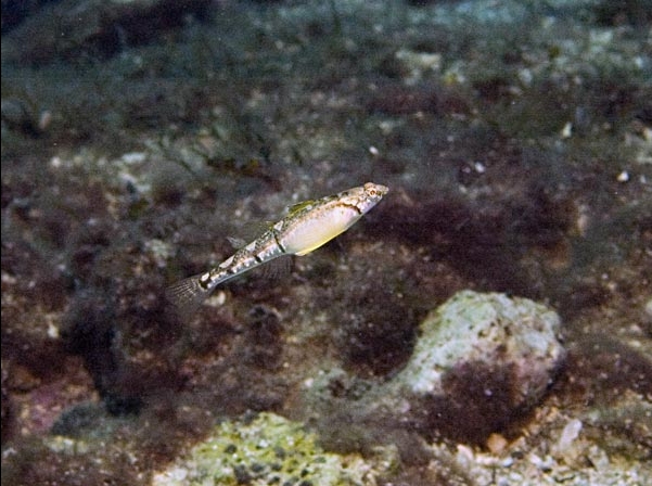 Pomatoschistus quagga (Ghiozzetto quagga)